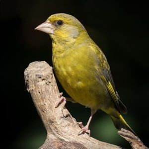 Meet your Posher, Jan